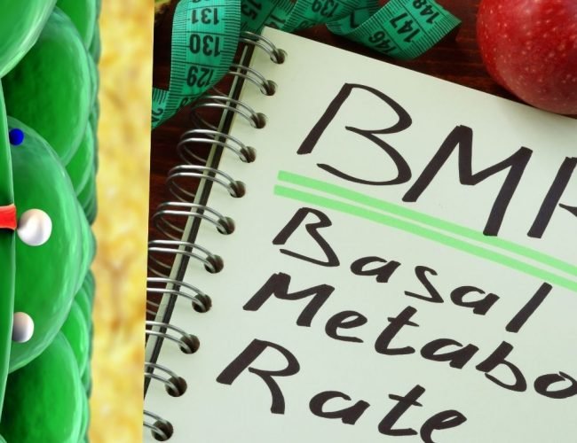 Basal Metabolic Rate: Starting Point For Weight Loss Plan