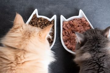 Food to Feed Ragdoll Cats And Kittens