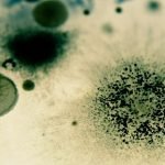 what is the danger of black mold