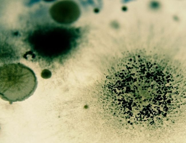 What is the Danger of Black Mold?