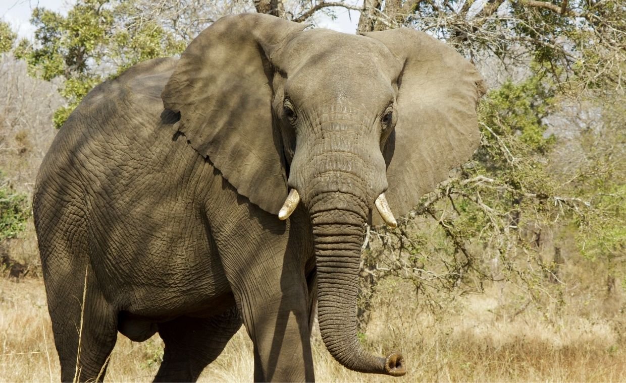Surprising Facts About How Elephant 