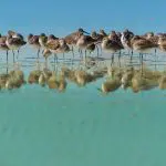 Bird Watching in Treasure Island Florida