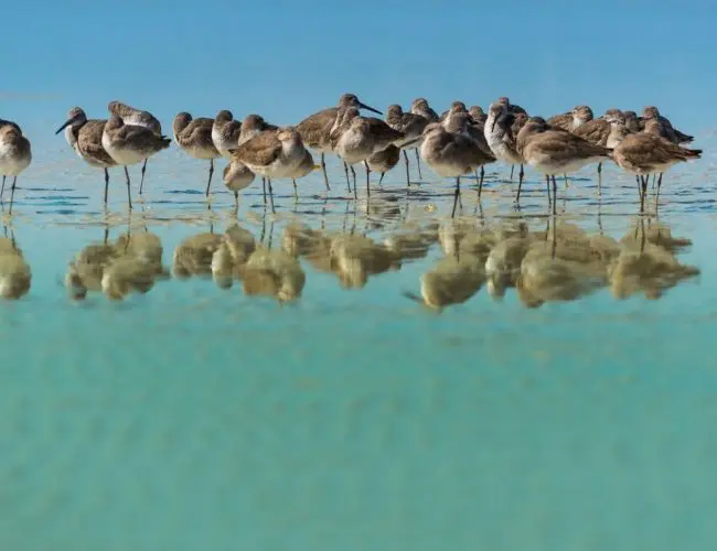 Bird Watching in Treasure Island Florida