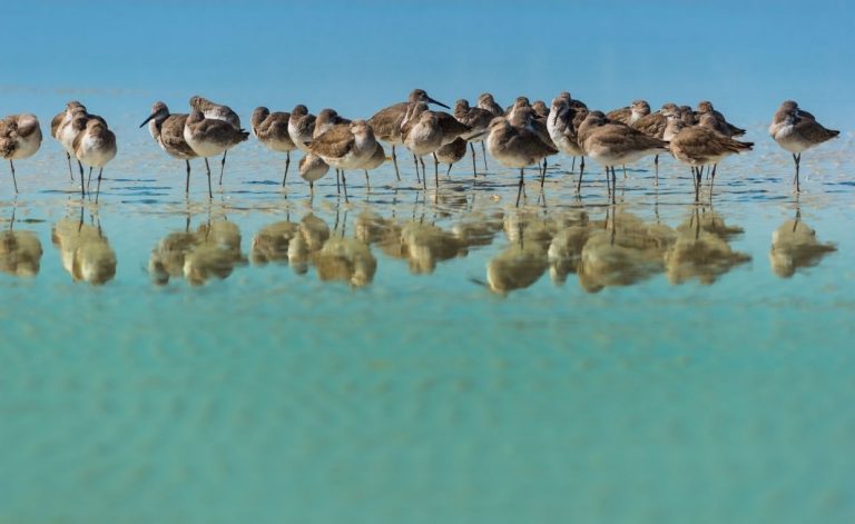 Bird Watching in Treasure Island Florida