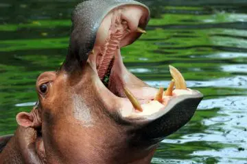 Hippopotamus: Africa’s most dangerous animal.