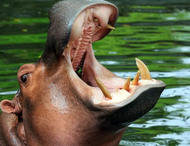 Hippopotamus: Africa’s most dangerous animal.