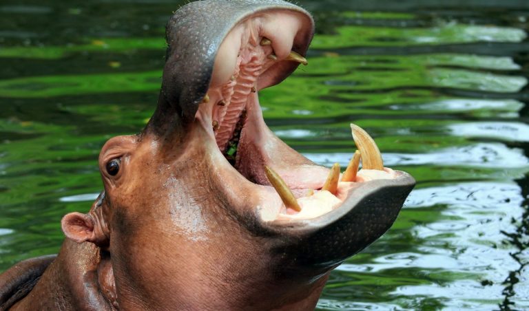 Hippopotamus