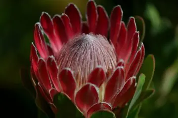 The Waratah: Australia’s iconic fauna