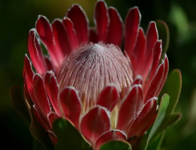 The Waratah: Australia’s iconic fauna