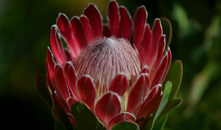 The Waratah