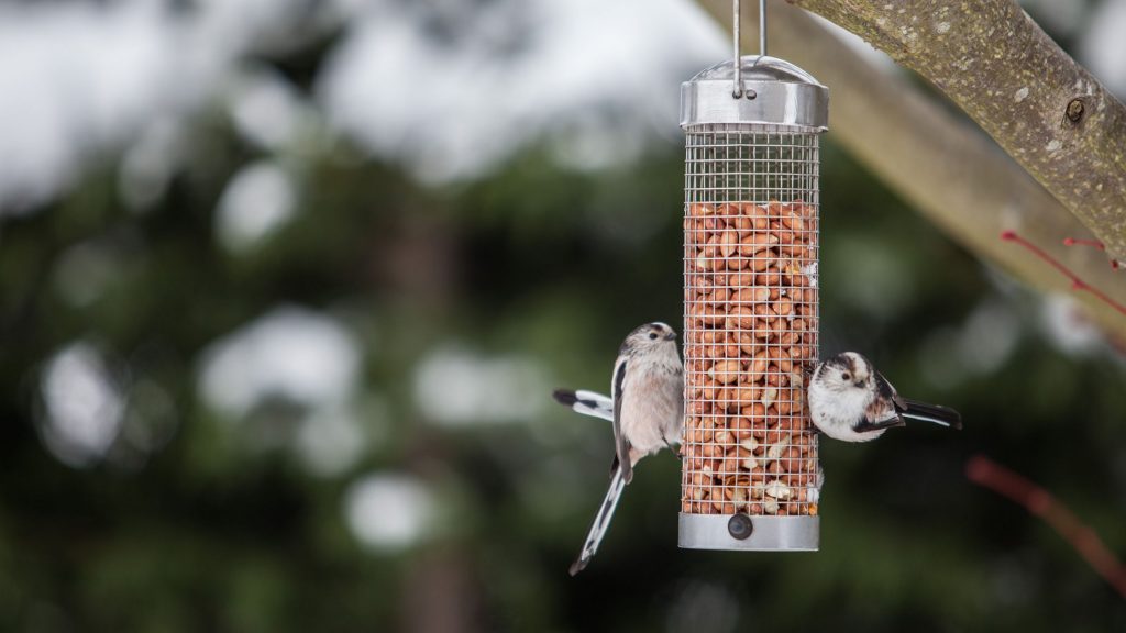 Bird Feeding