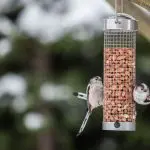 Bird Feeding – A Big American Hobby