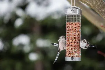 Bird Feeding – A Big American Hobby