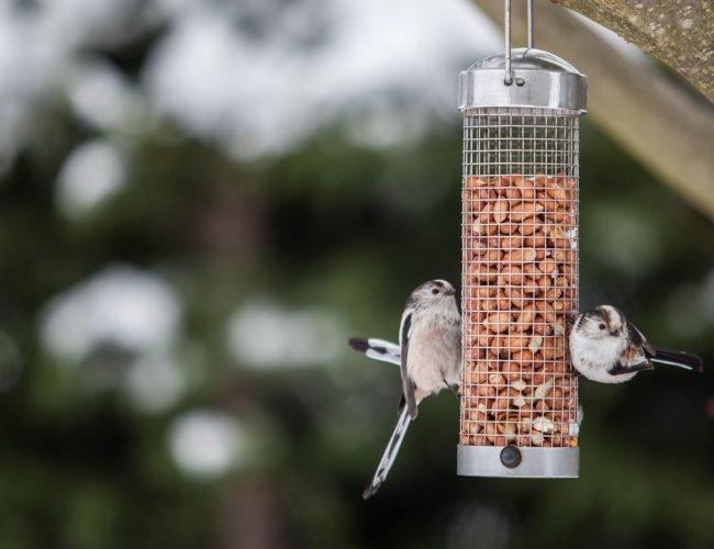 Bird Feeding – A Big American Hobby