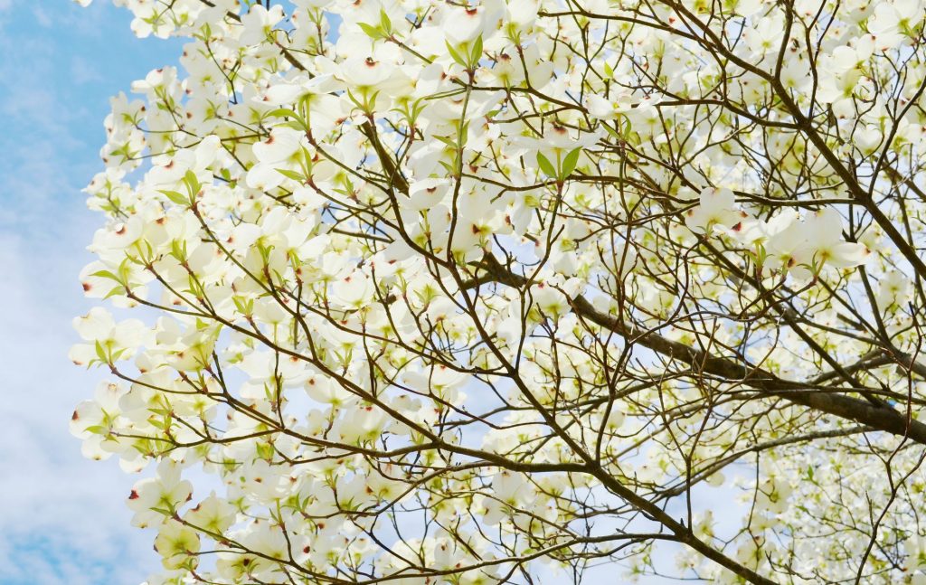 White Dogwood trees