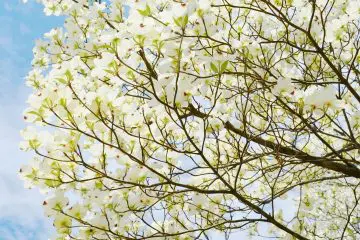 How to Determine If a White Dogwood Tree Is Dead or Alive