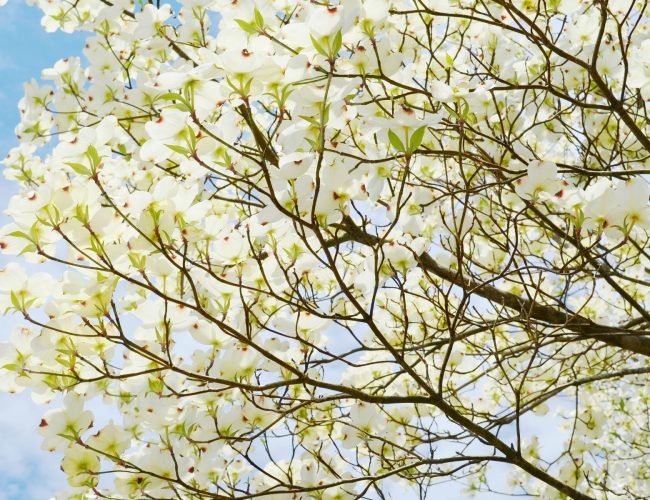 How to Determine If a White Dogwood Tree Is Dead or Alive