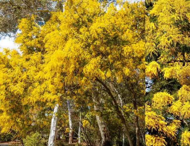 Golden Wattle: The Australian national floral emblem