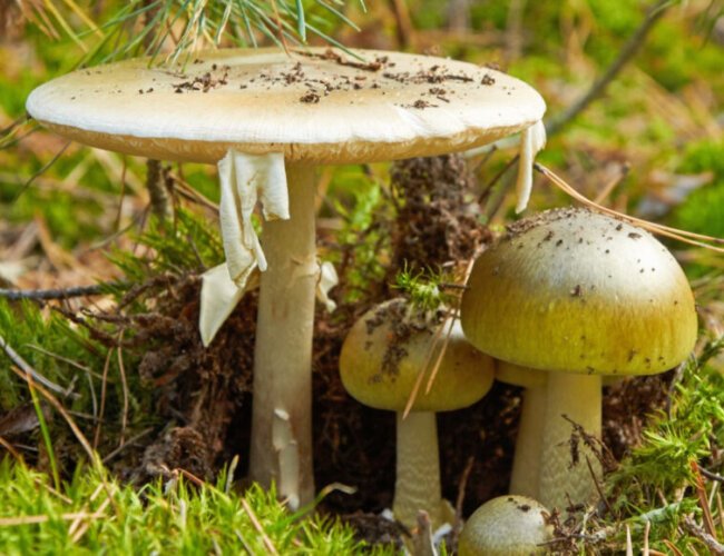 Death Cap Mushroom: The Lethal Beauty Lurking in the Forest