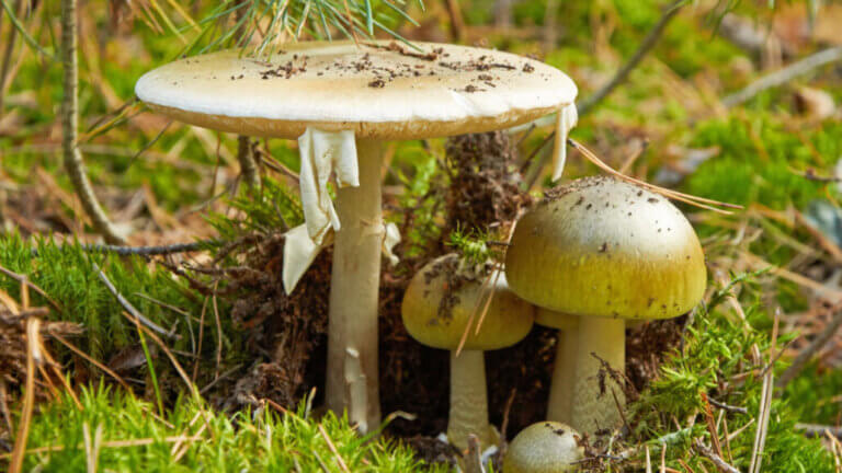 Death Cap Mushroom: The Lethal Beauty Lurking in the Forest