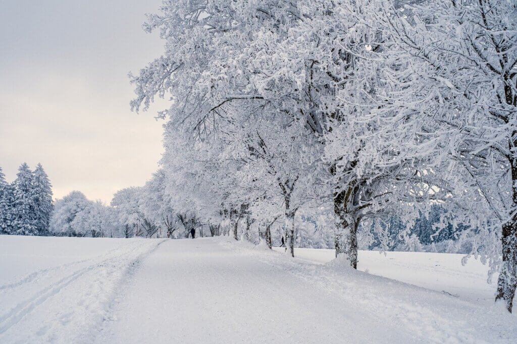 snow, landscape, trees, winter landscape, snow landscape, cold, covered in snow, nature, winter, snow, snow, snow, snow, winter, winter, winter, winter, winter