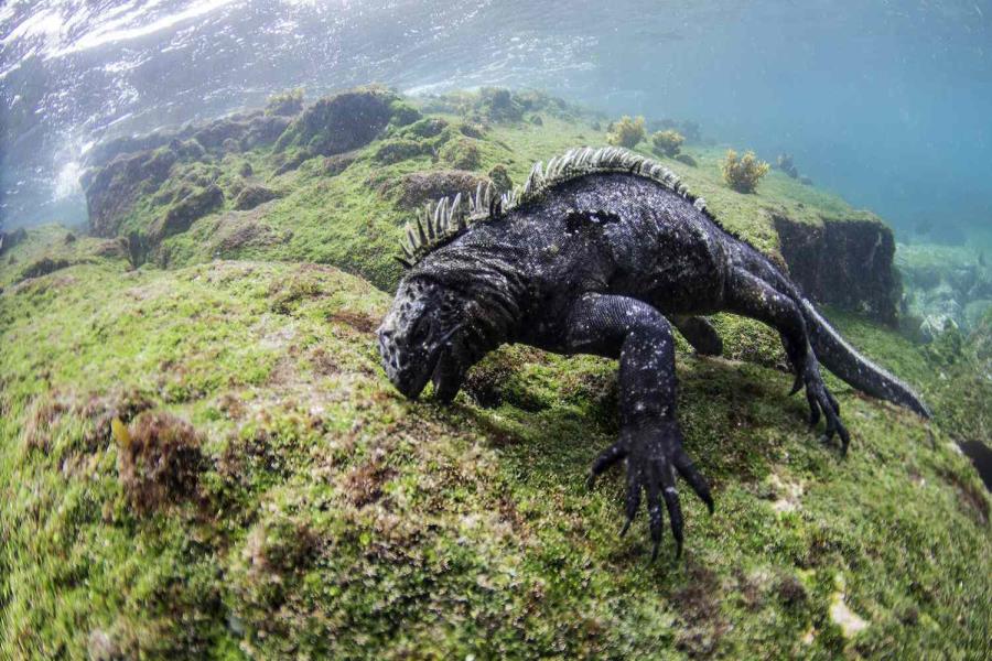 Marine Iguana Fun Facts