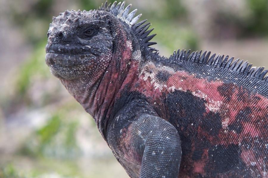 Marine Iguana Fun Facts