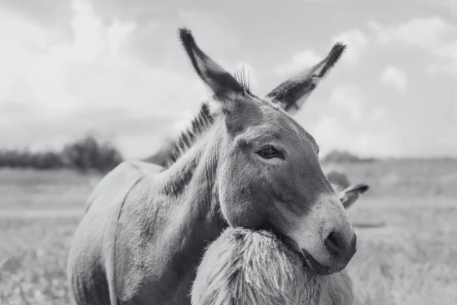 What Animal Is the Smartest After Humans