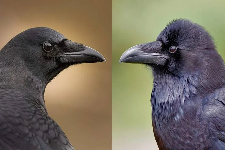 Are Crows and Ravens the Same Bird
