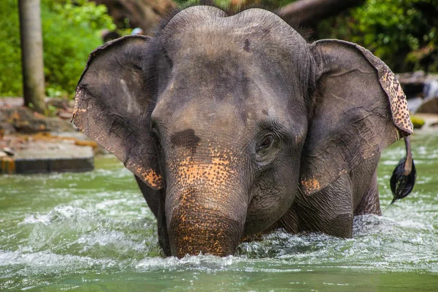 Characteristics Of Elephants Personality