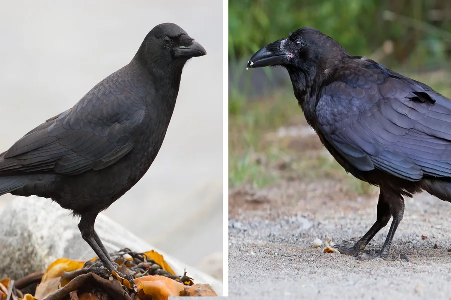 Are Crows and Ravens the Same Bird
