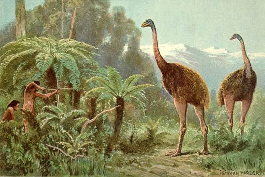 Facts About Moa