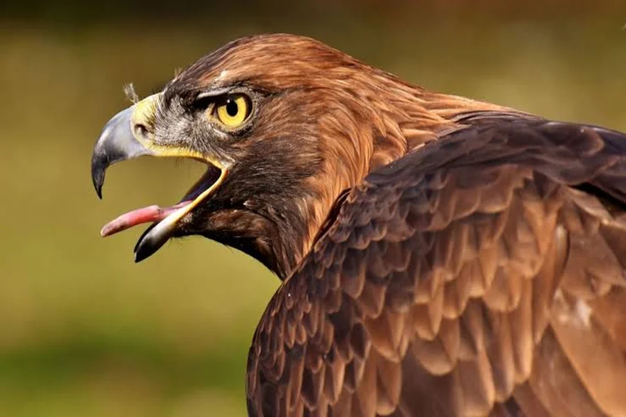 Golden Eagle Lifespan