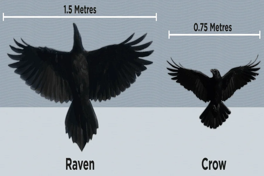 Are Crows and Ravens the Same Bird