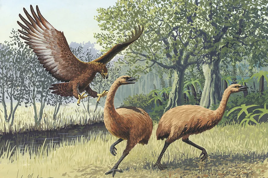 Facts About Moa