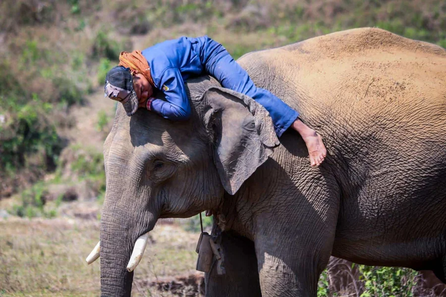 Characteristics Of Elephants Personality