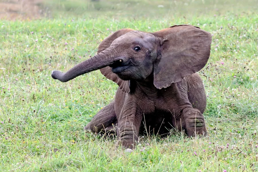 Characteristics Of Elephants Personality