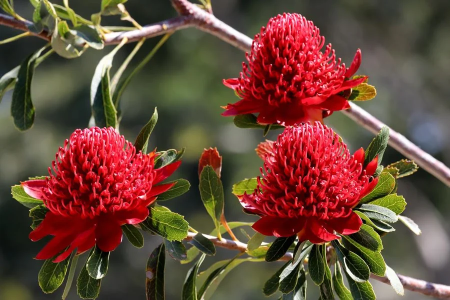 Waratah Animal