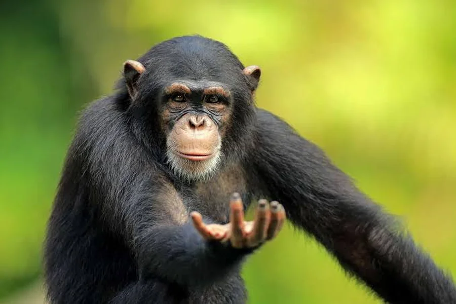 What Animal Is the Smartest After Humans
