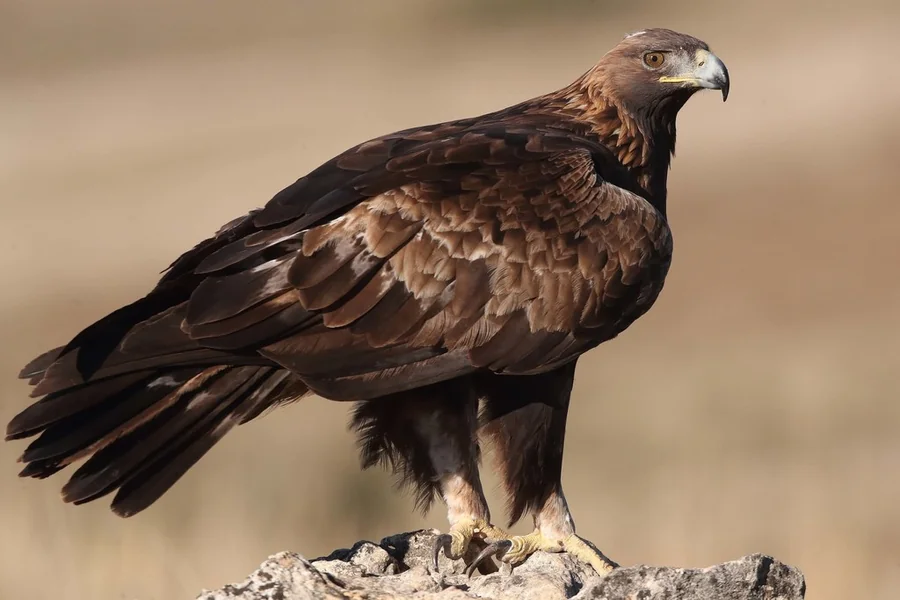 Golden Eagle Lifespan