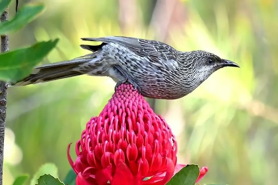 Waratah Animal