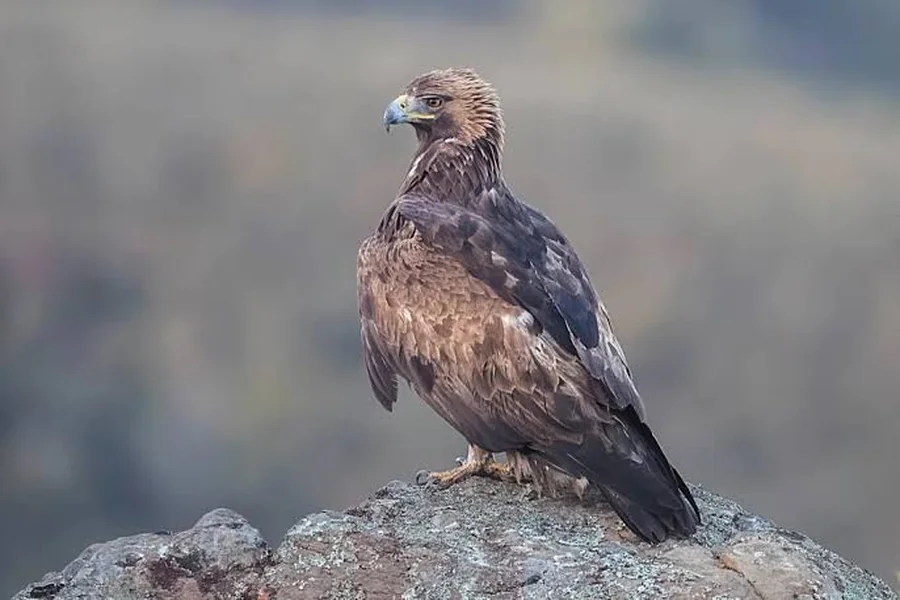 Golden Eagle Lifespan