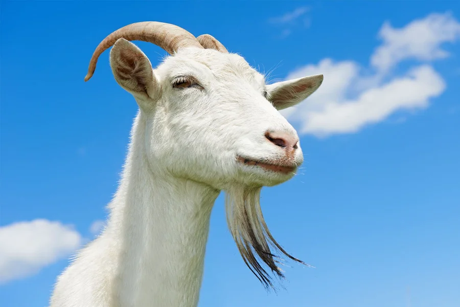 What Animal Is the Smartest After Humans