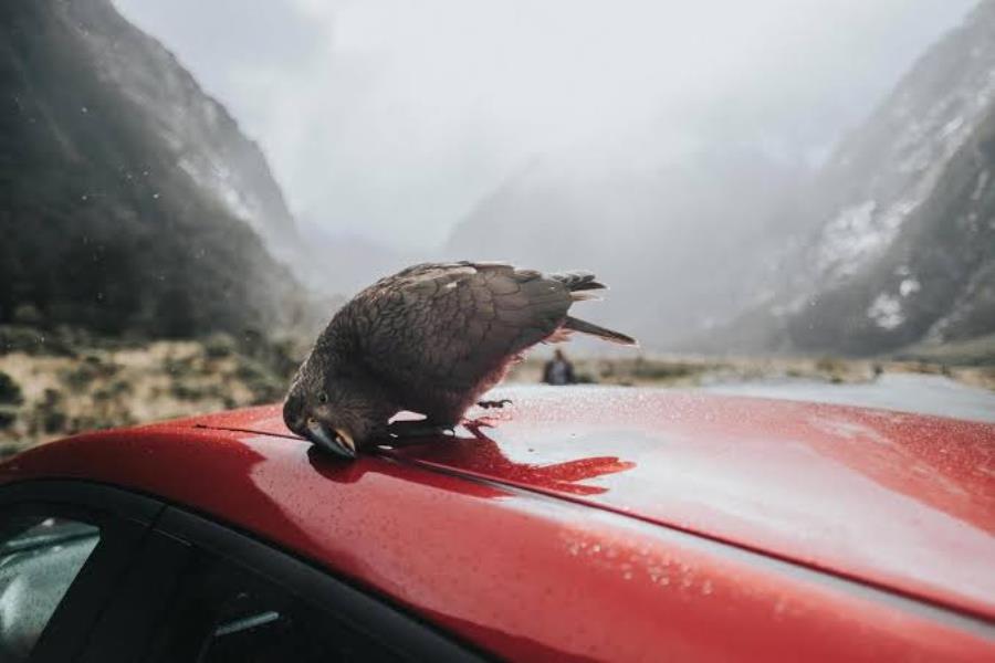 Facts About Keas