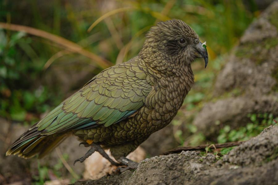 Facts About Keas