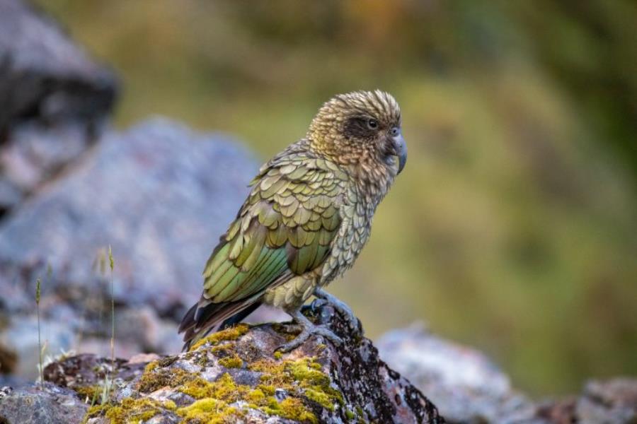 Facts About Keas